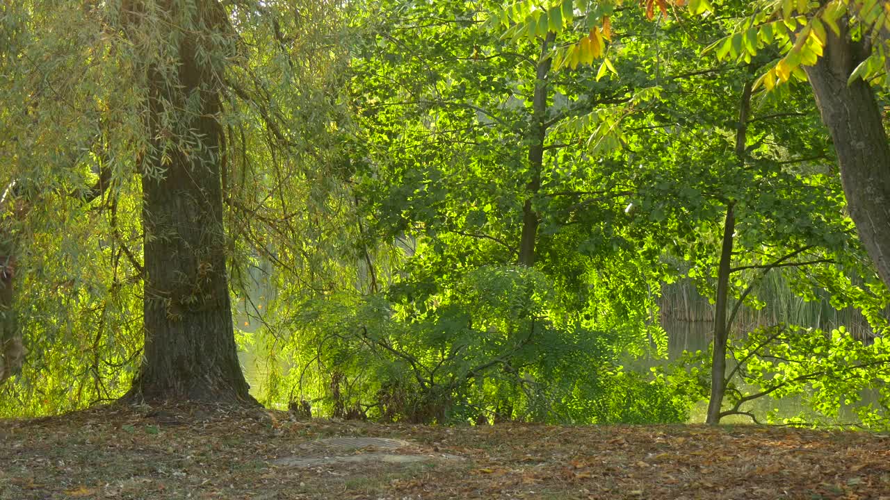 Stock Video Man With Backpack Sits By The Tre Animated Wallpaper