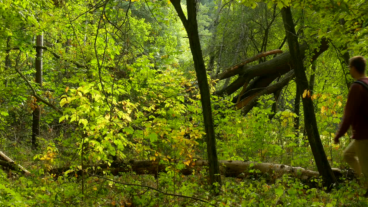 Stock Video Man With A Backpack In The Fores Animated Wallpaper