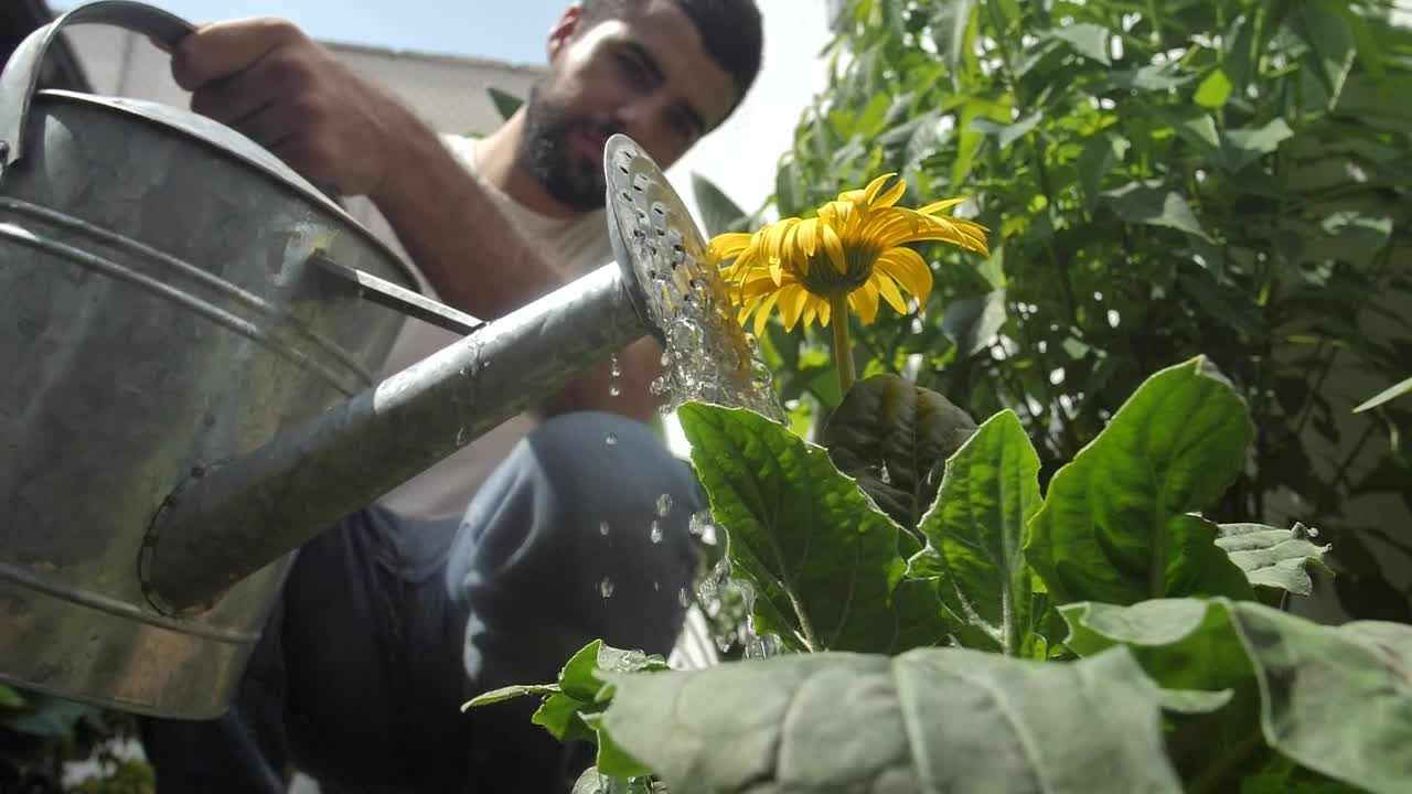Stock Video Man Watering A Sunflower In His Garde Animated Wallpaper
