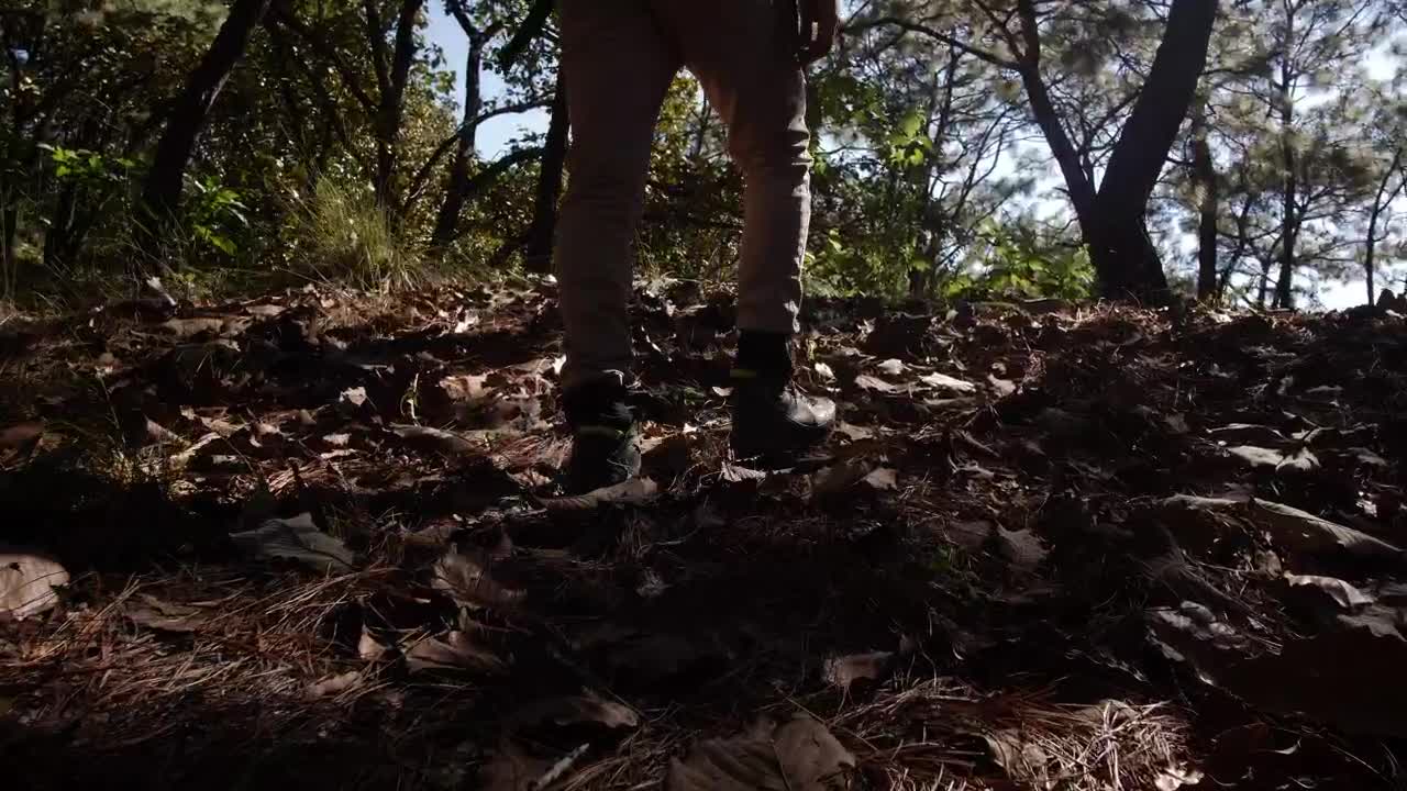 Stock Video Man Walking Through Fores Animated Wallpaper