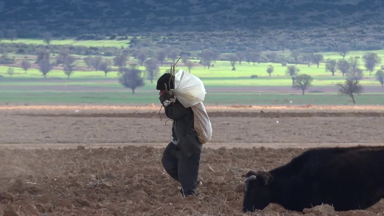 Stock Video Man Walking In The Countryside With Cow Animated Wallpaper