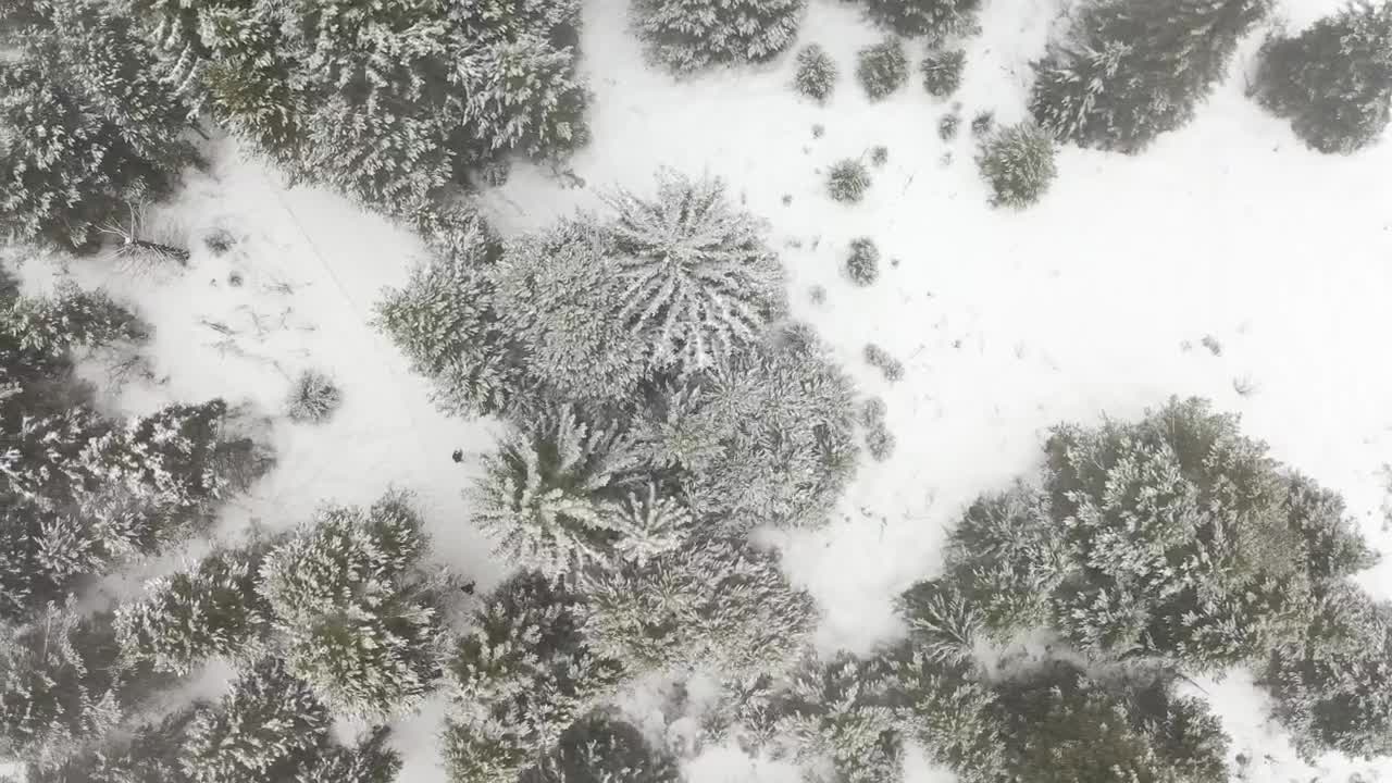 Stock Video Man Walking In A Snow Covered Pine Fores Animated Wallpaper