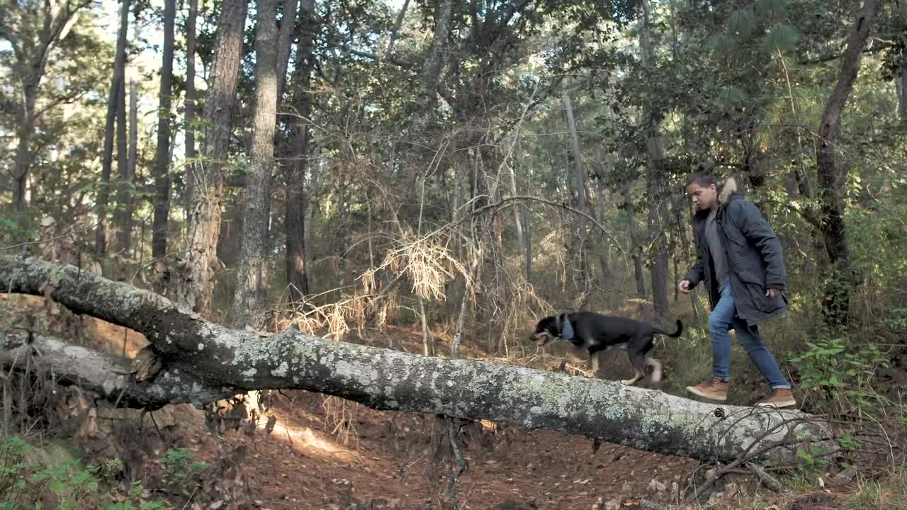 Stock Video Man Walking His Dog In A Fores Animated Wallpaper