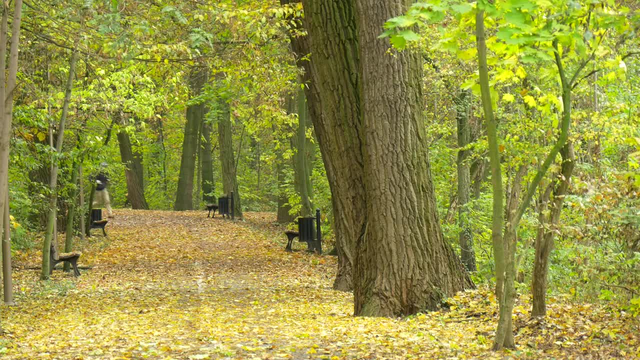 Stock Video Man Walking And Running Through A Park Pat Animated Wallpaper