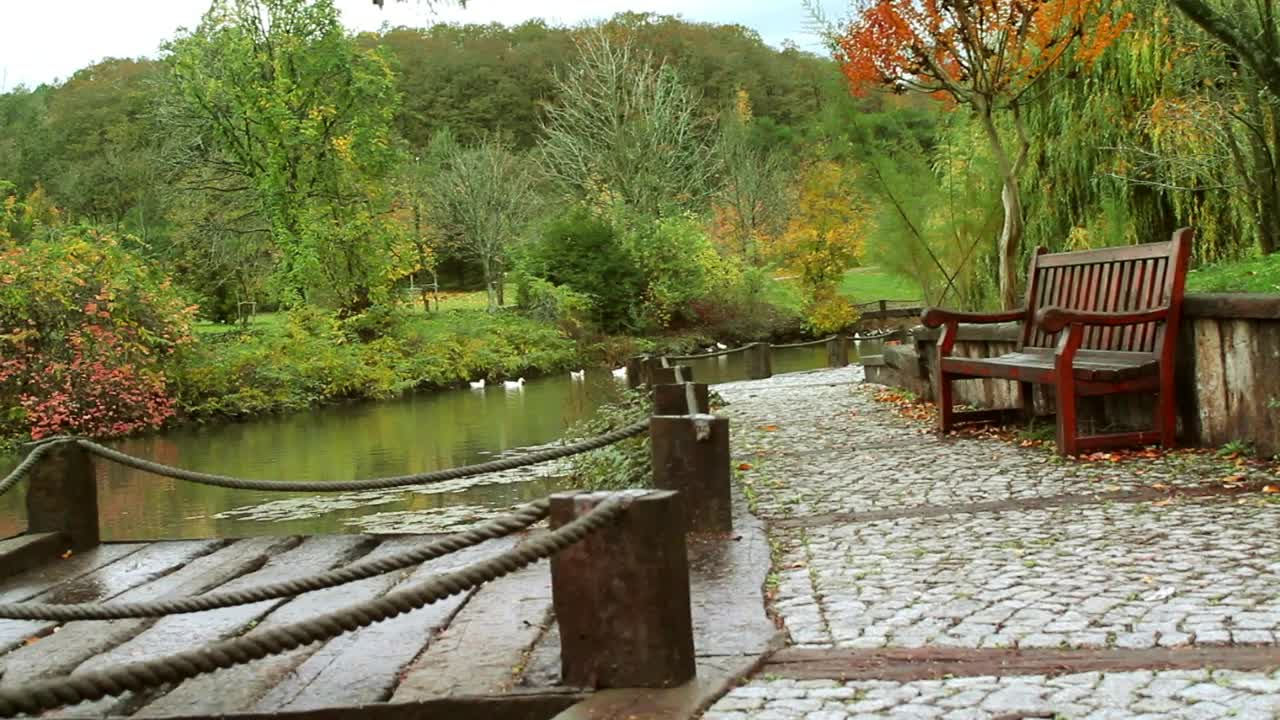 Stock Video Man Walking Along The Shore Of A Lake With Duck Animated Wallpaper