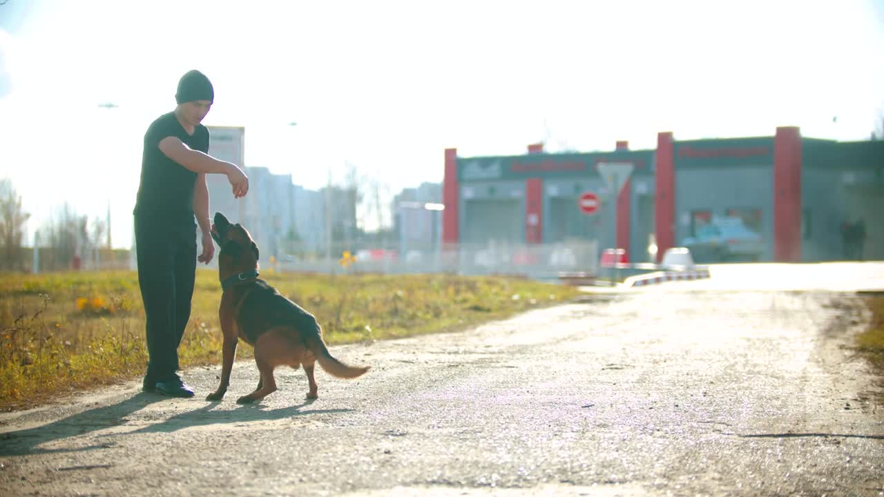 Stock Video Man Teaching Tricks To His Do Animated Wallpaper
