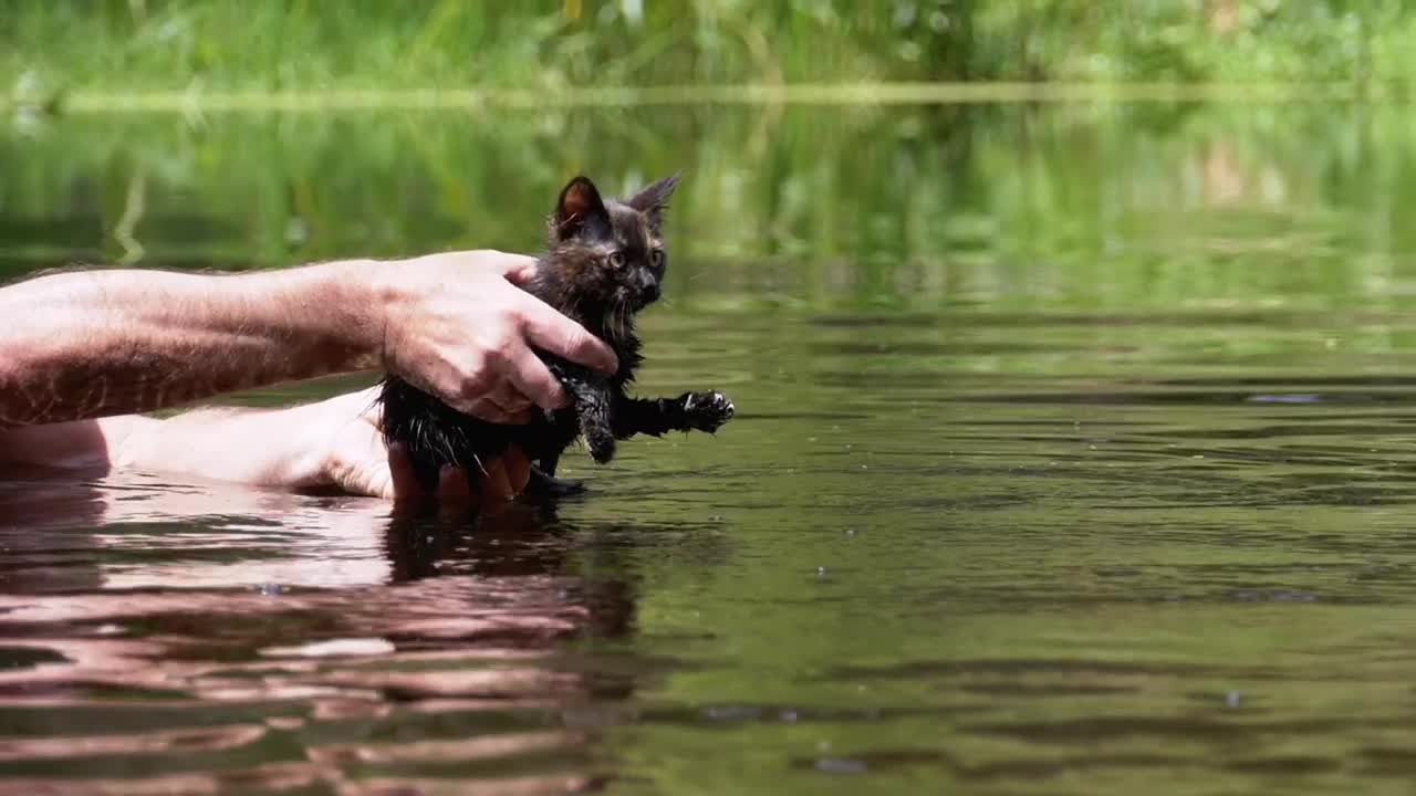 Stock Video Man Teaching Little Cat To Swim In A Rive Animated Wallpaper