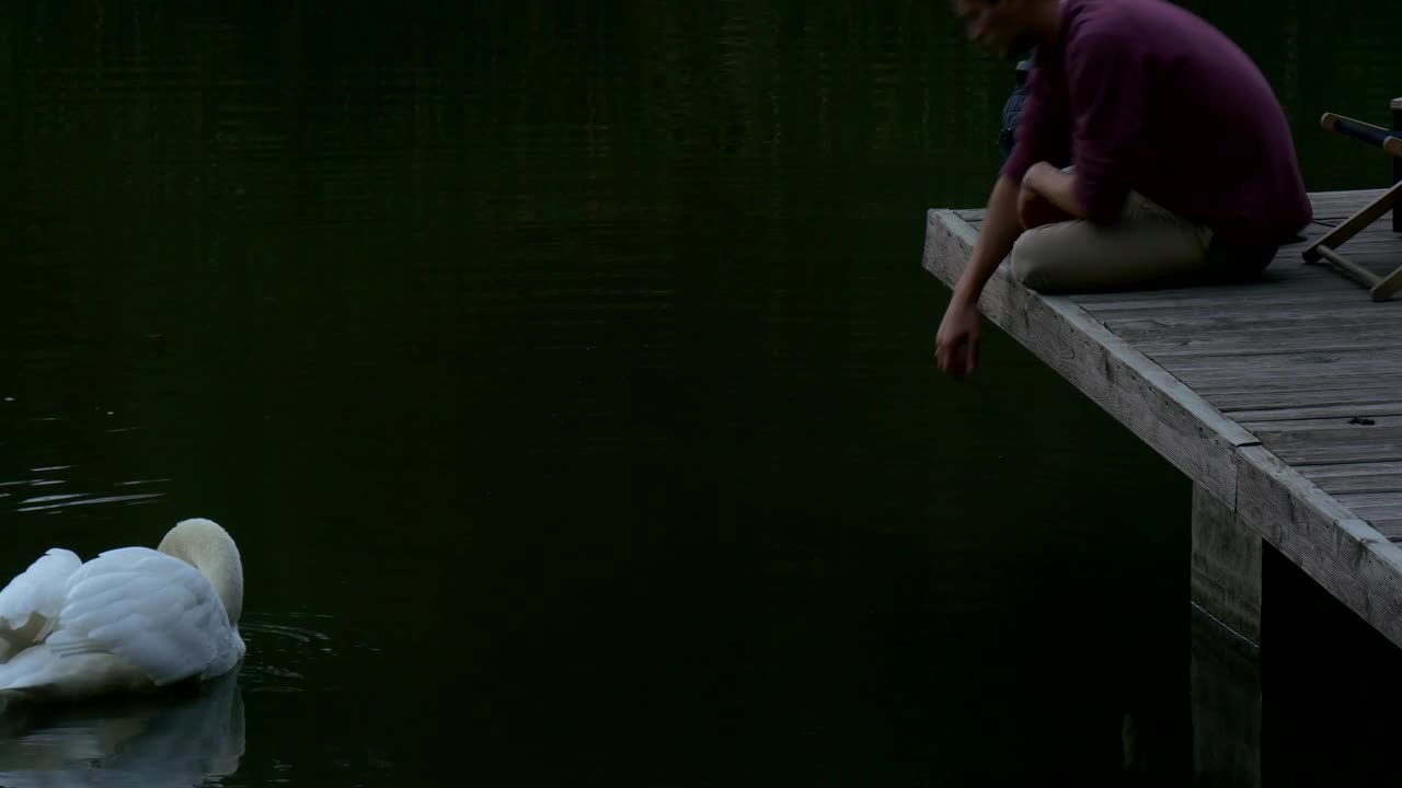 Stock Video Man Sitting In The Lake Dock Playing With Swa Animated Wallpaper