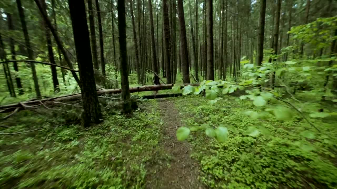 Stock Video Man Shouting In The Wood Animated Wallpaper