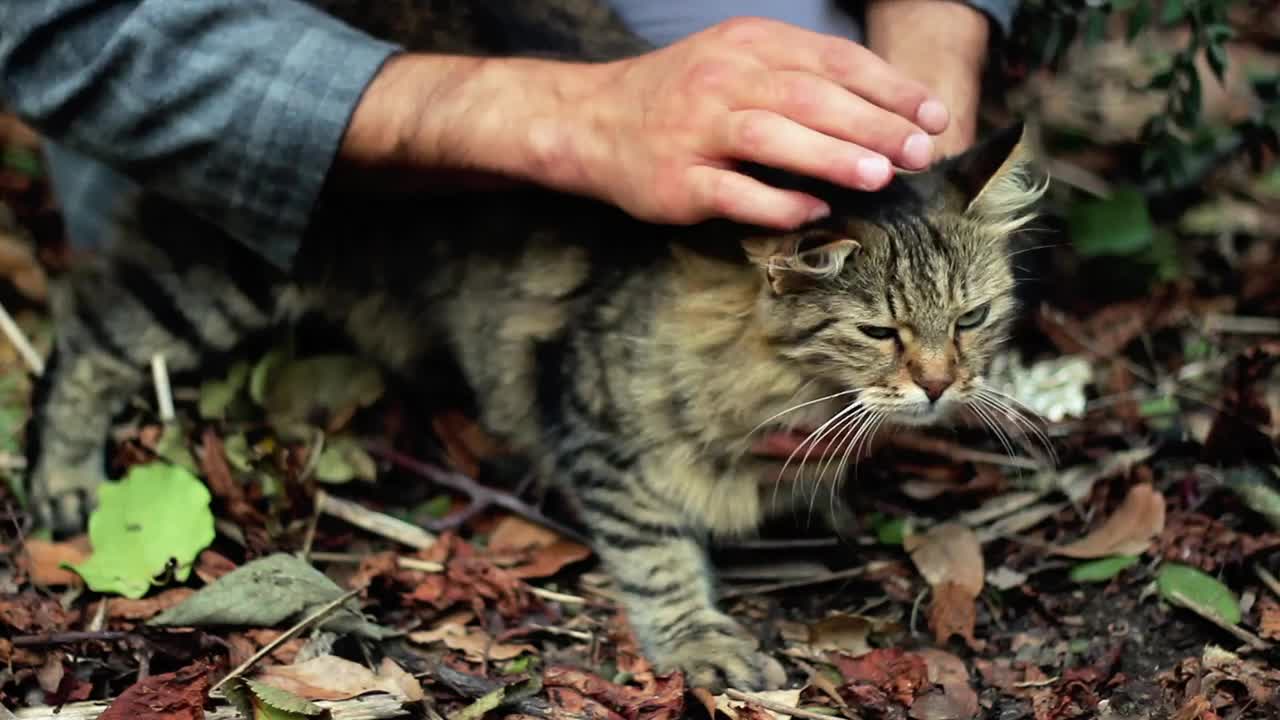 Stock Video Man Petting A Cat In Natur Animated Wallpaper