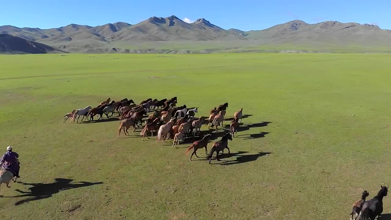 Stock Video Man On Horseback Trying To Catch Free Wild Horses O Animated Wallpaper