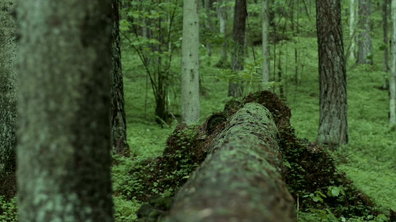 Stock Video Man In The Woods Crosses A Fallen Tre Animated Wallpaper