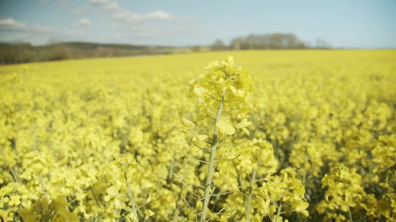 Stock Video Mountain Crop Fields Live Wallpaper