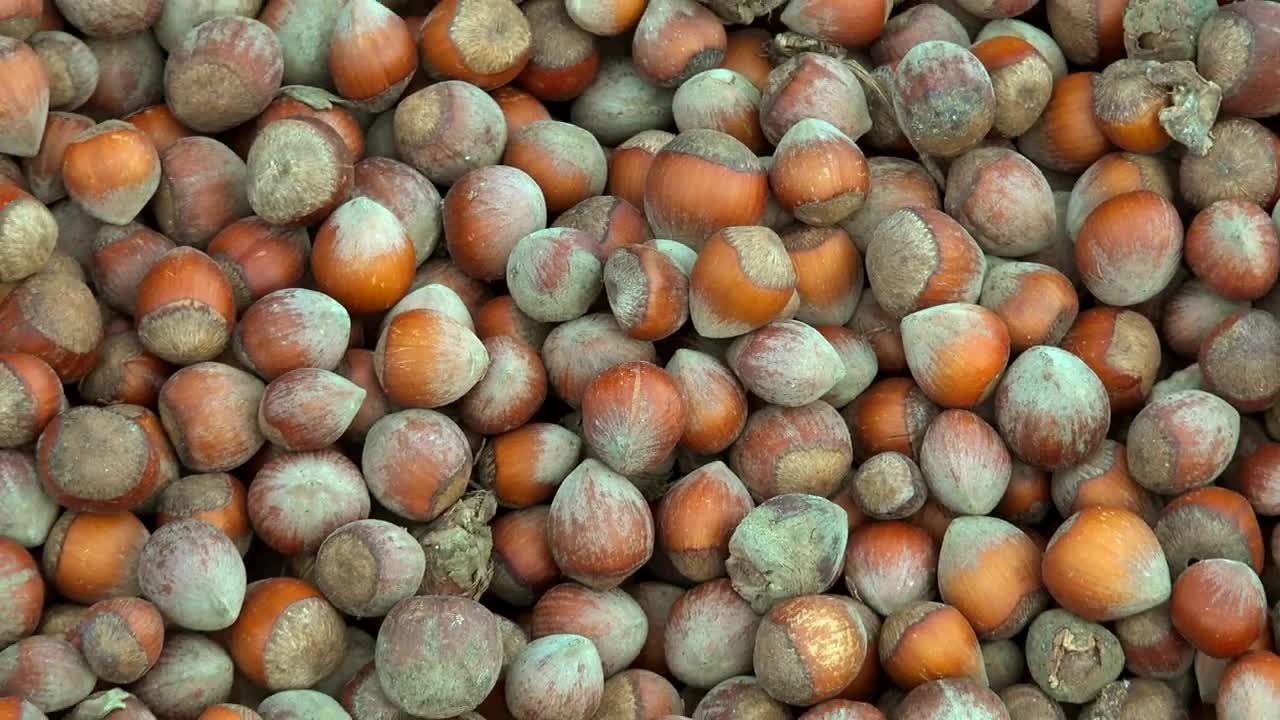 Stock Video Mountain Of Recently Cropped Hazelnut Live Wallpaper