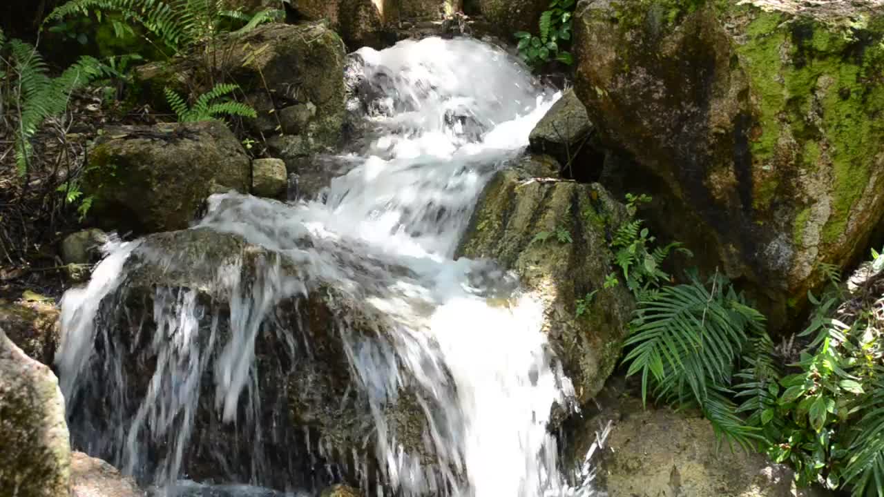 Stock Video Mountain Stream With Ferns Live Wallpaper