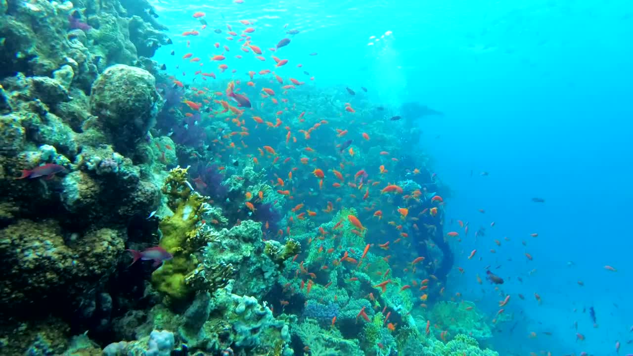 Stock Video Multi Colored Fish In The Reef Live Wallpaper