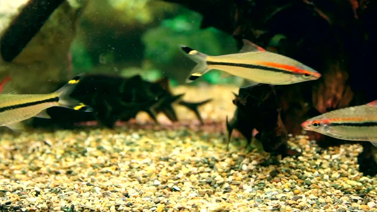 Stock Video Multi Colored Fish Swimming In The Aquarium Live Wallpaper