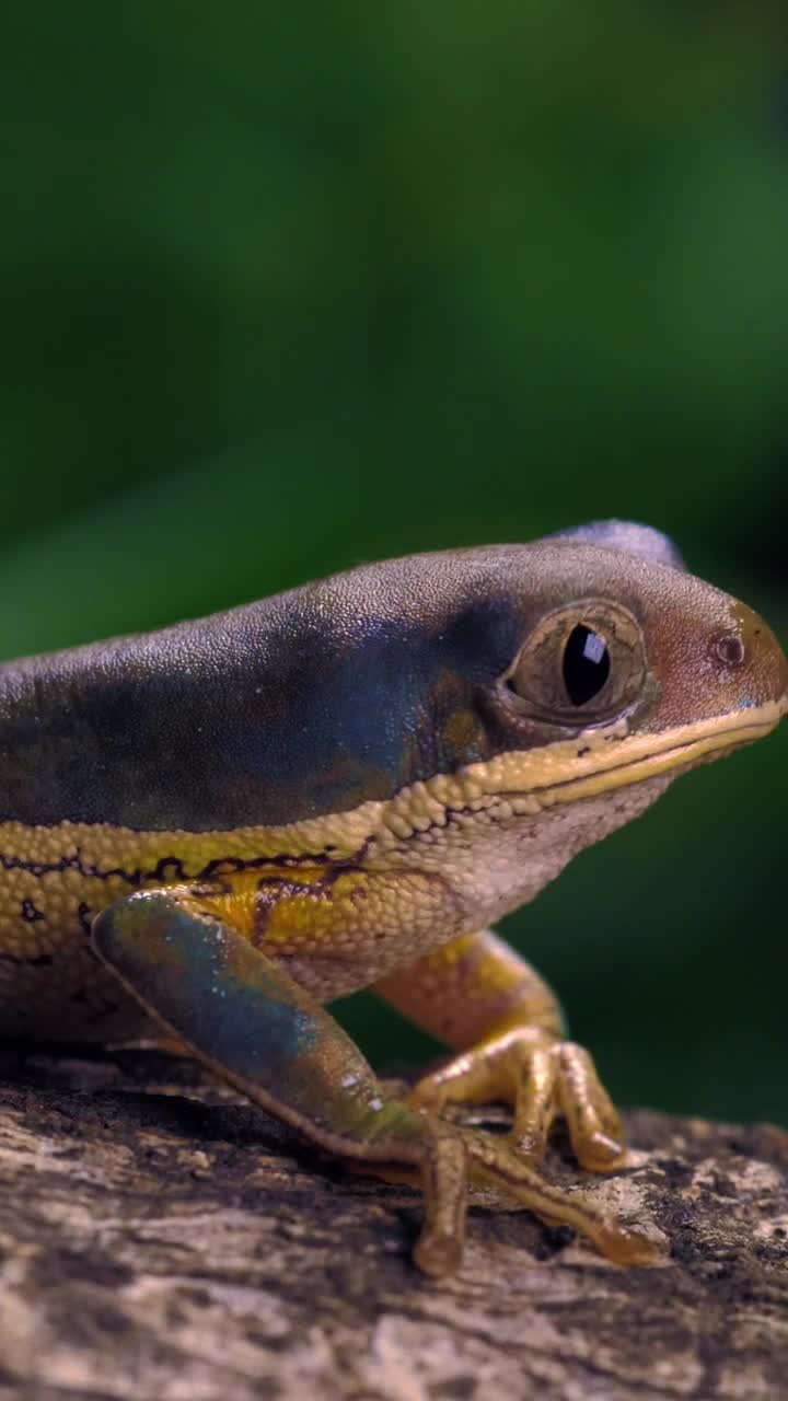 Stock Video Multicolor Frog Closing Its Eyes Closeup Shot Live Wallpaper
