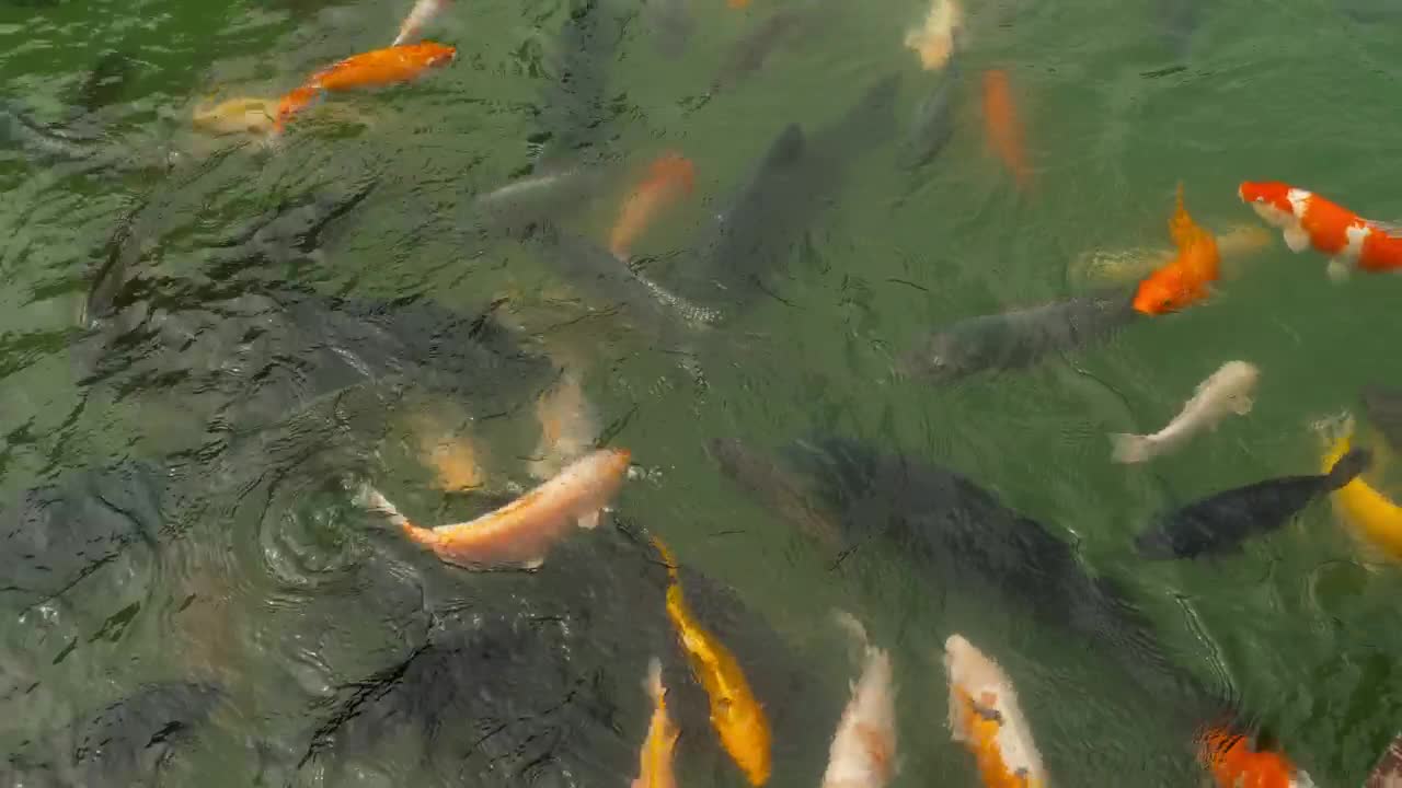 Stock Video Multicolored Koi Fish Swimming In The Pond Live Wallpaper