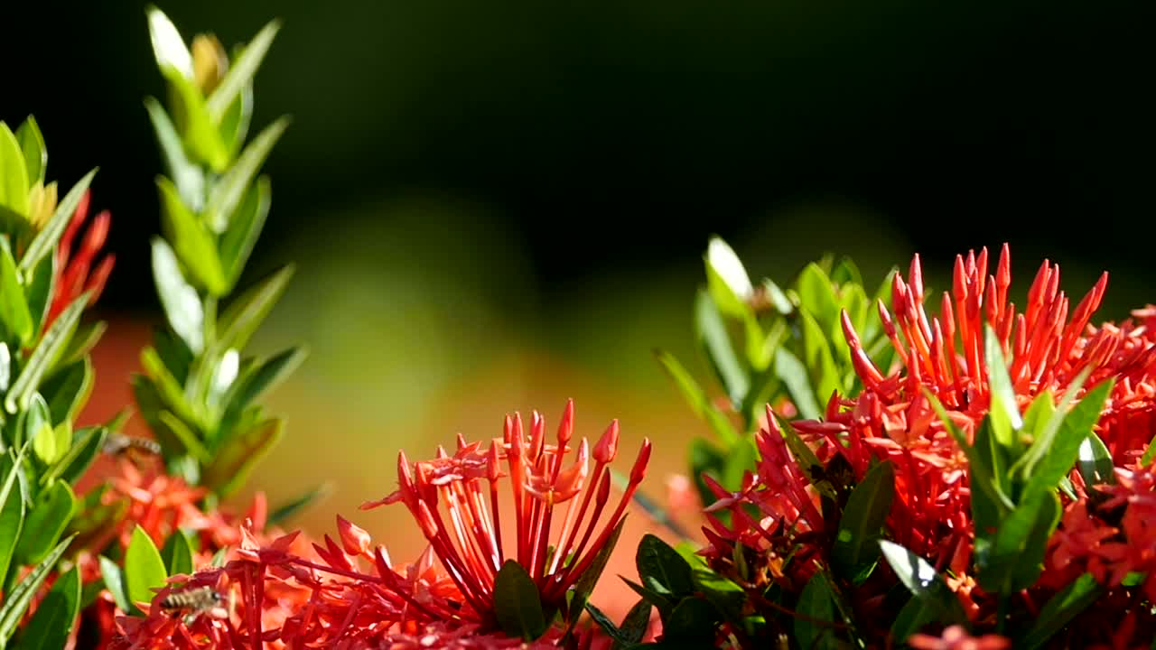 Stock Video Multiple Bees On A Plant Live Wallpaper