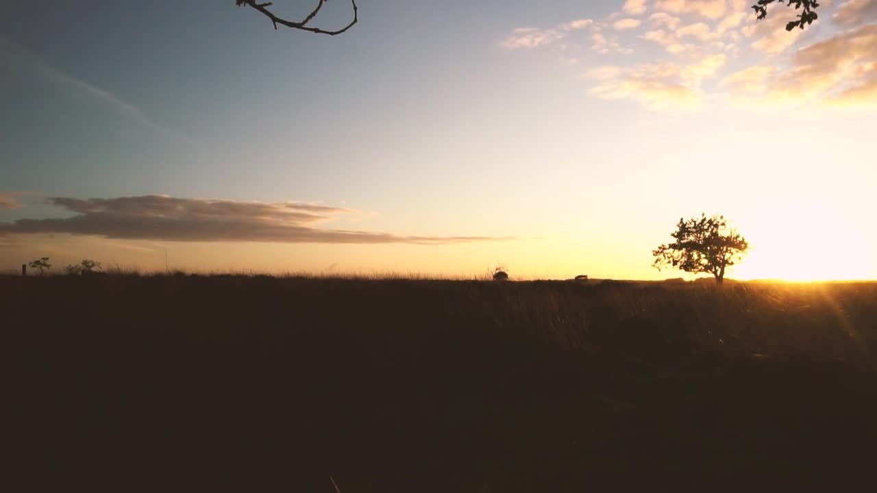 Stock Video Mushroom Growing In Grass In A Forest At Sunset Live Wallpaper