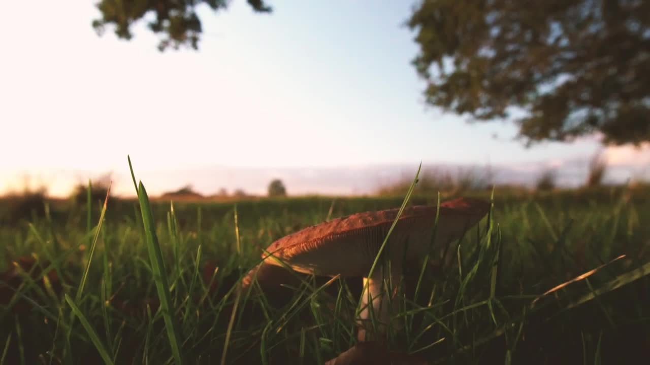Stock Video Mushroom In The Grass Live Wallpaper