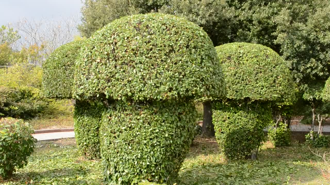Stock Video Mushroom Shaped Bushes At A Park Live Wallpaper