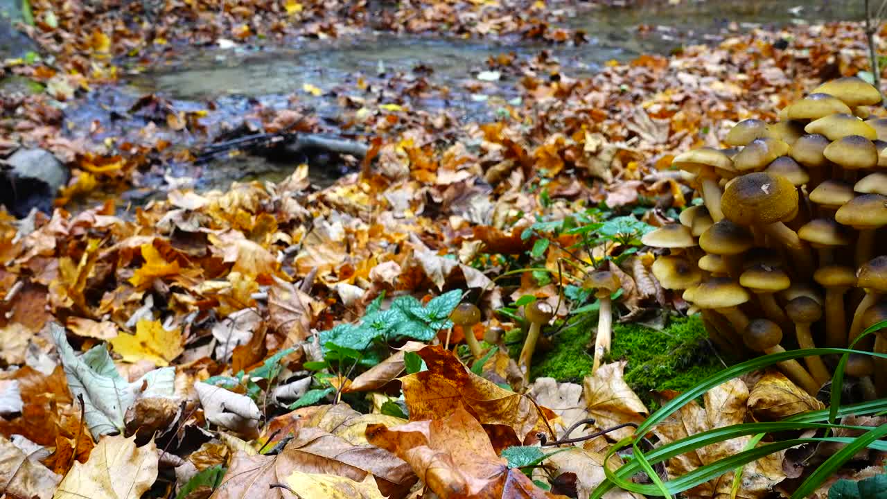 Stock Video Mushrooms Growing By A Stream Live Wallpaper
