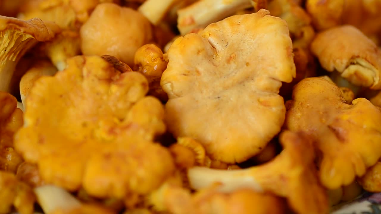 Stock Video Mushrooms Harvested For Food Live Wallpaper