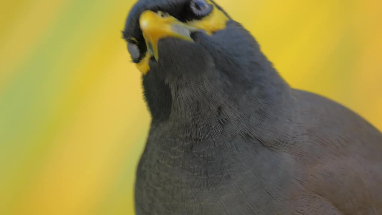 Stock Video Mynah Looking Around Live Wallpaper