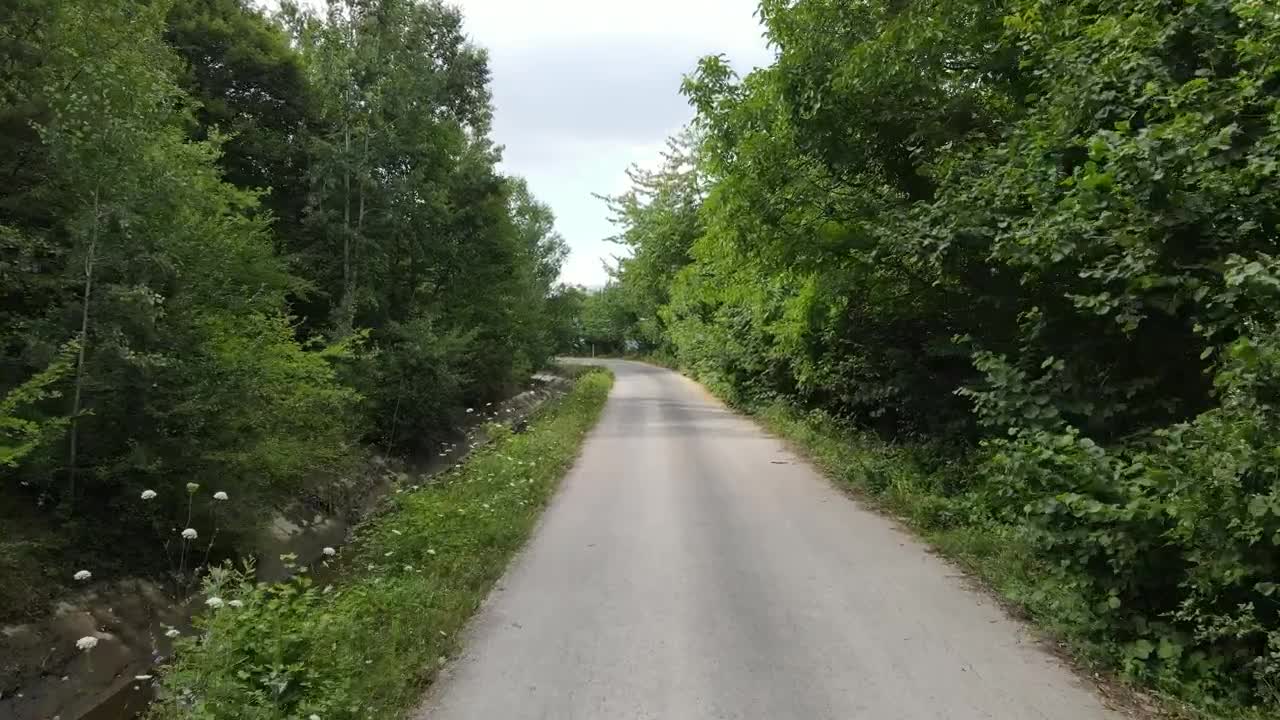 Stock Video Narrow And Lonely Road Surrounded By A Forest Live Wallpaper