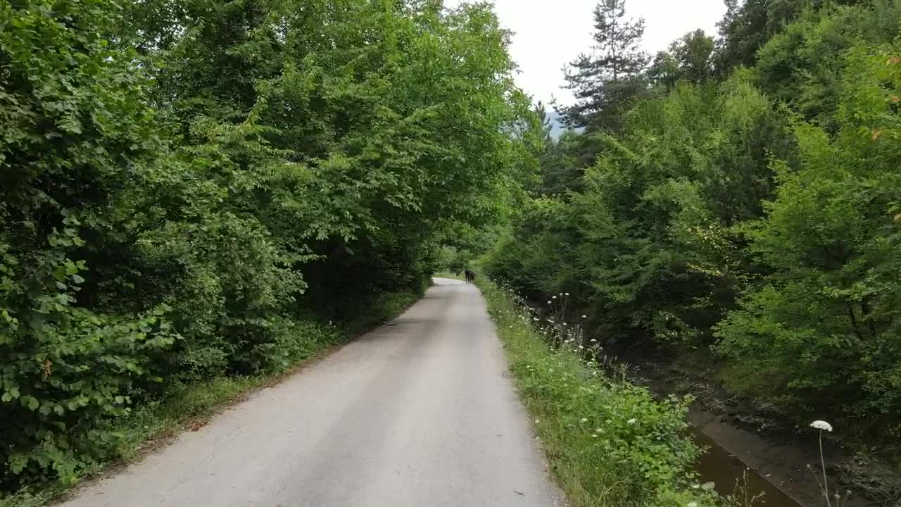 Stock Video Narrow Path By A Stream In The Middle Of A Live Wallpaper