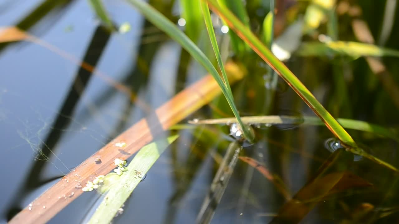 Stock Video Natural Pond In The Mountains Live Wallpaper