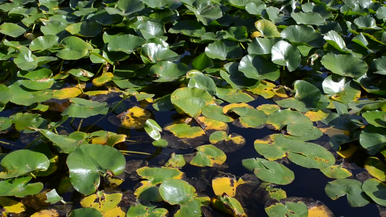 Stock Video Natural Pond Live Wallpaper