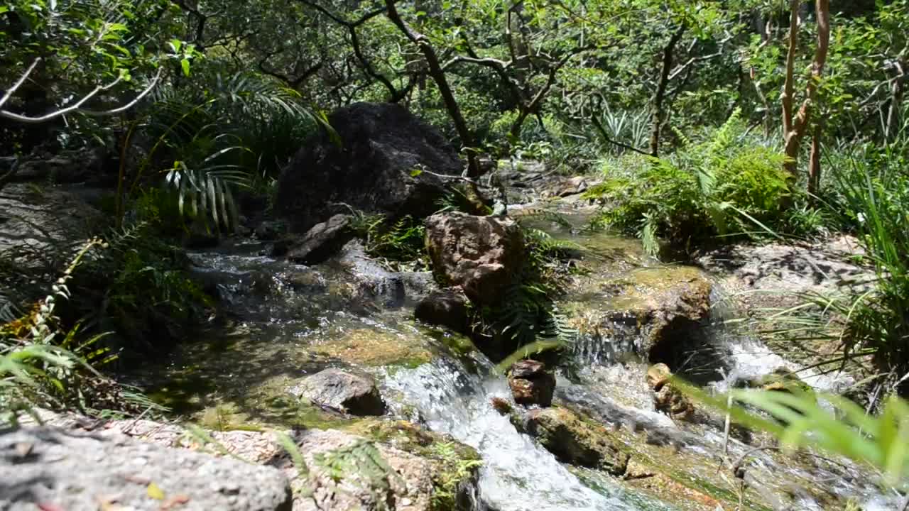 Stock Video Natural Stream Through A Forest Live Wallpaper
