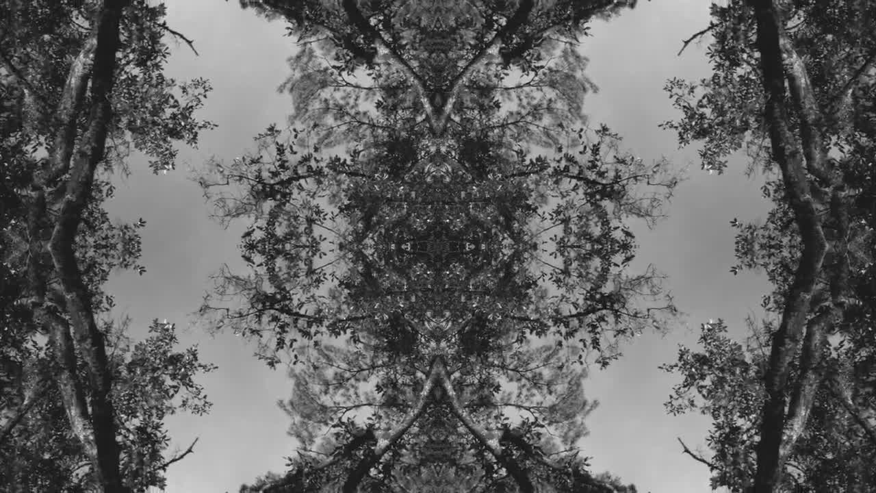 Stock Video Nature In The Park Live Wallpaper