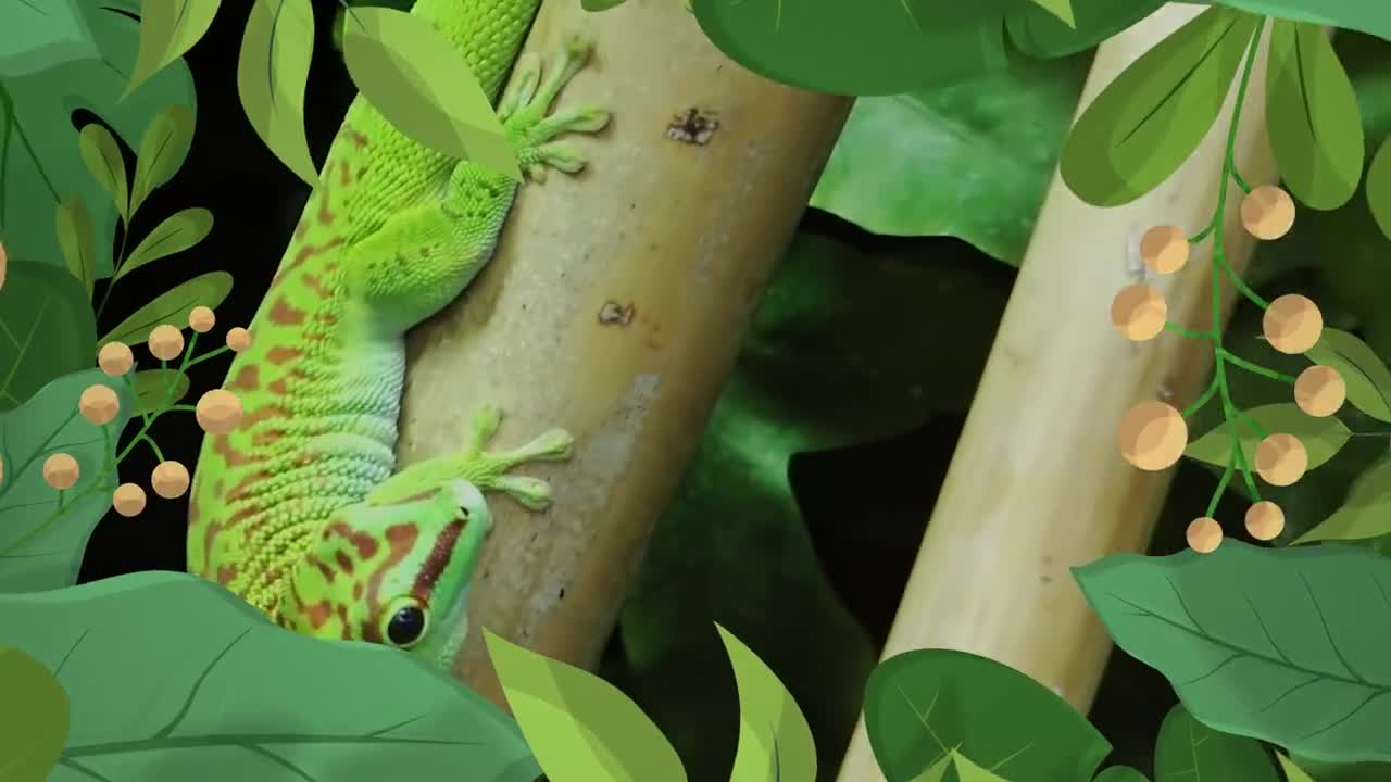 Stock Video Nature Intro Transition Live Wallpaper