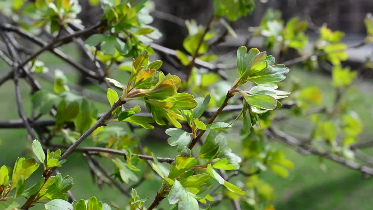 Stock Video New Leaves On A Tree Live Wallpaper