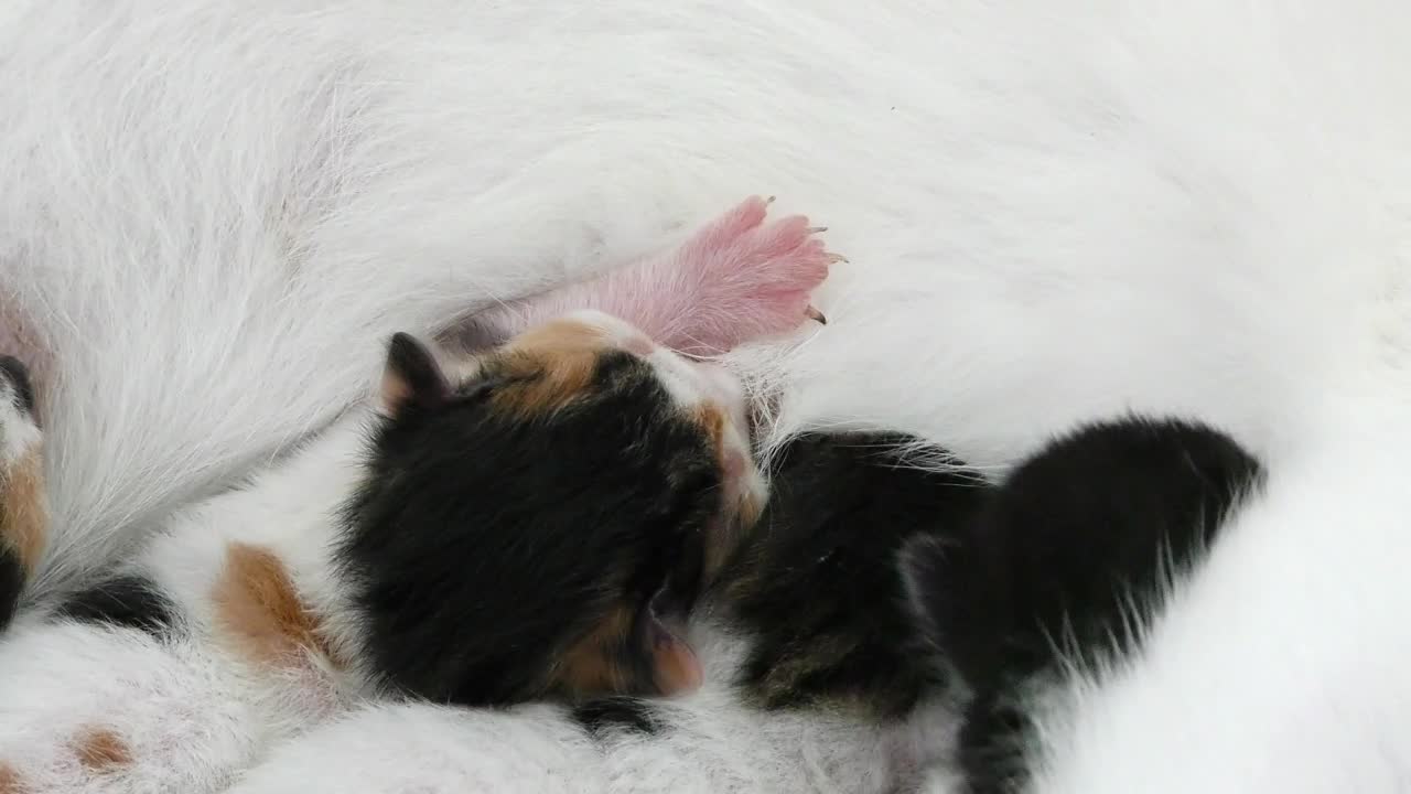 Stock Video Newborn Cats With Their Mother Live Wallpaper