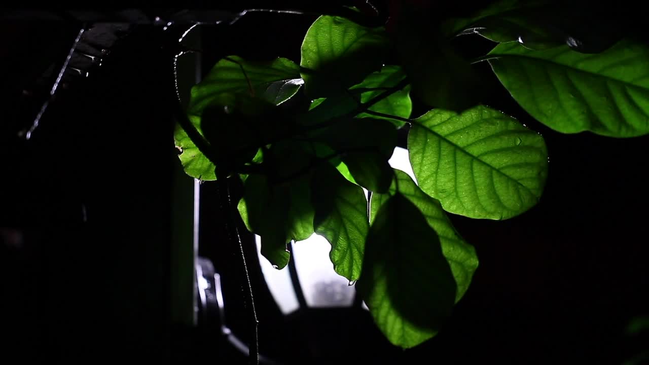 Stock Video Night Rainfall Illuminated By A Lamp Live Wallpaper