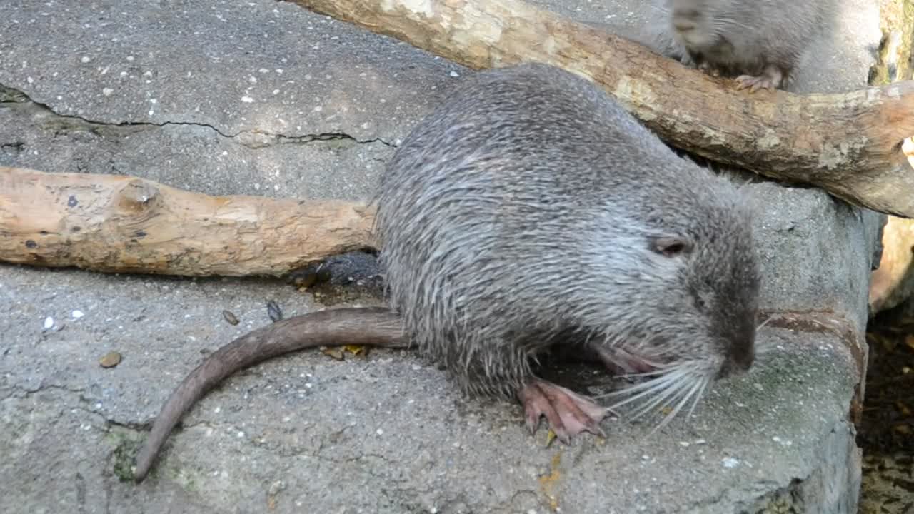 Stock Video Nutria Sitting On A Rock Live Wallpaper
