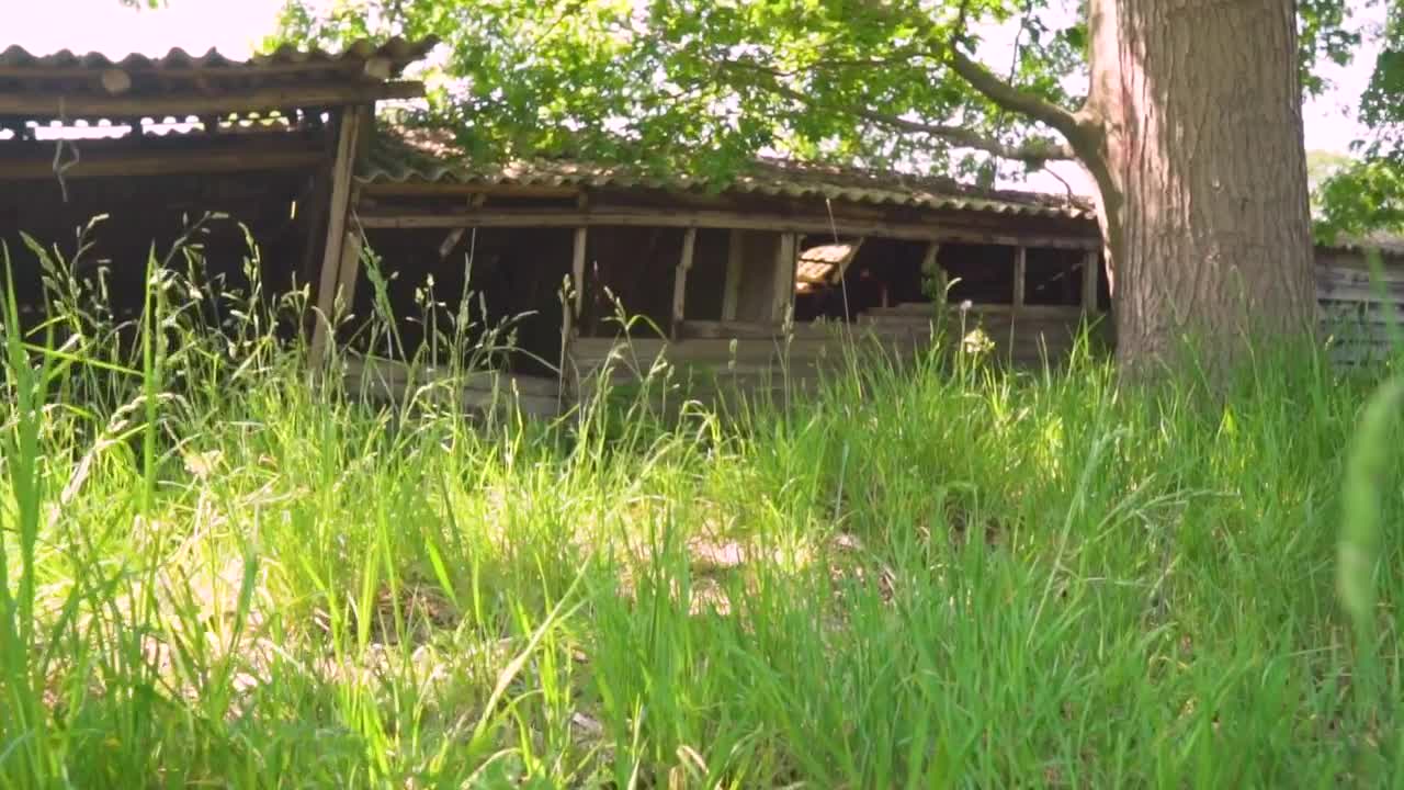 Stock Video Old Abandoned And Destroyed Cabin In The Undergrowth Live Wallpaper