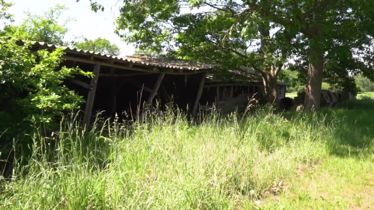 Stock Video Old Abandoned Cabin Destroyed By Time Live Wallpaper