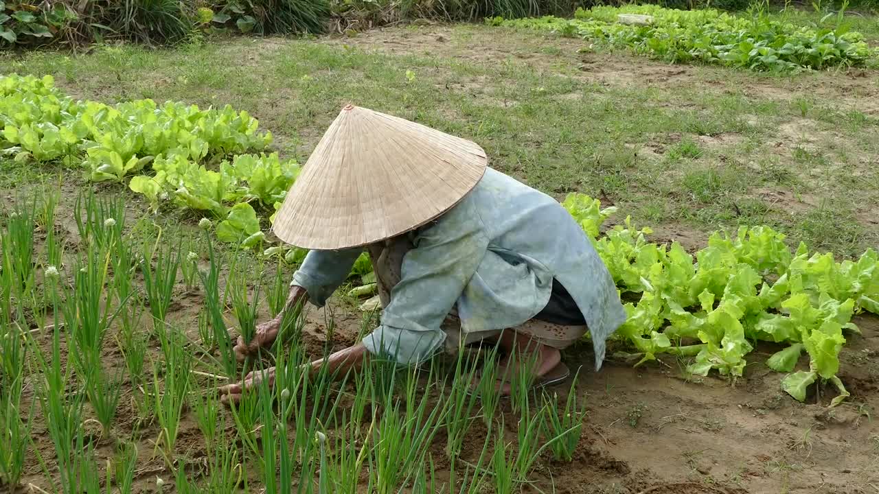 Stock Video Old Lady Collecting Spring Onions In The Garden Live Wallpaper