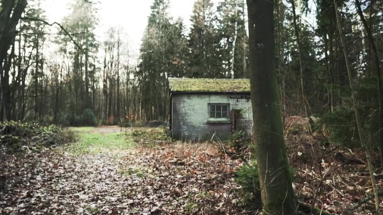 Stock Video Old Shed In A Forest On Fall Live Wallpaper