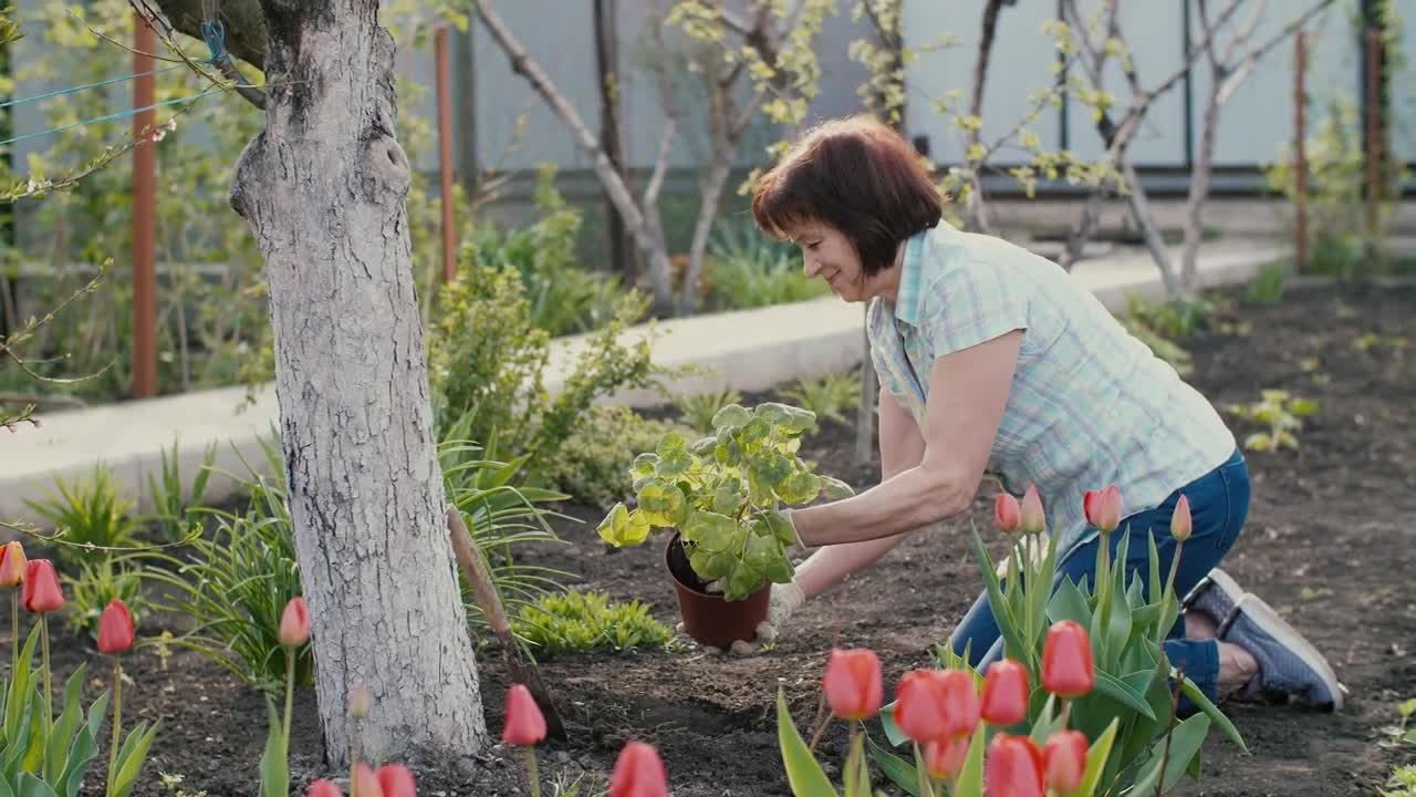 Stock Video Old Woman Arranging Tulip Garden Live Wallpaper