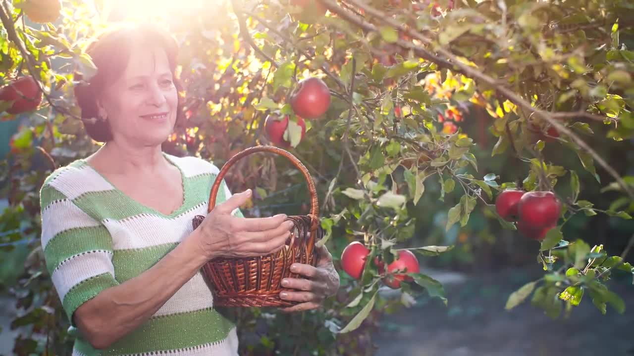 Stock Video Old Woman Cutting Apples From The Trees In Her Garden Live Wallpaper