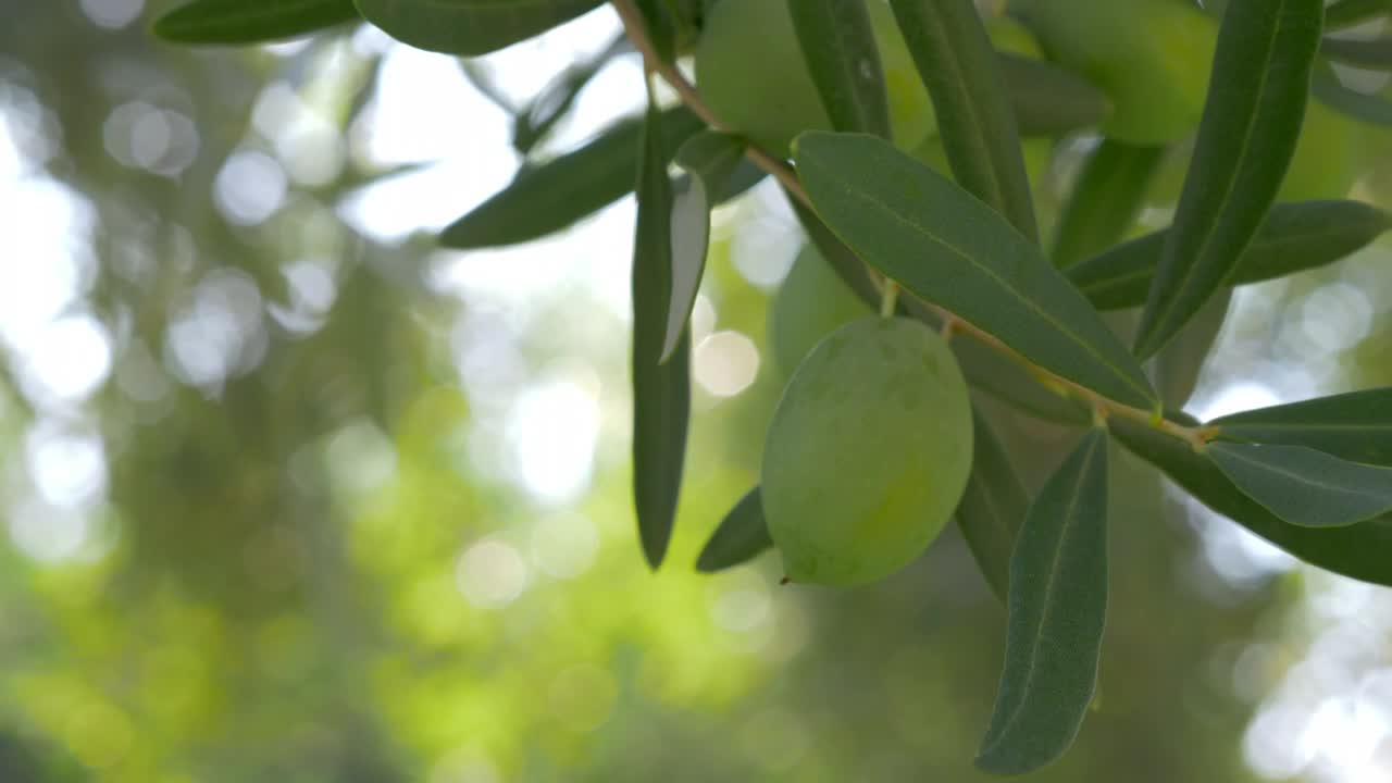 Stock Video Olives Growing In The Mediterranean Live Wallpaper