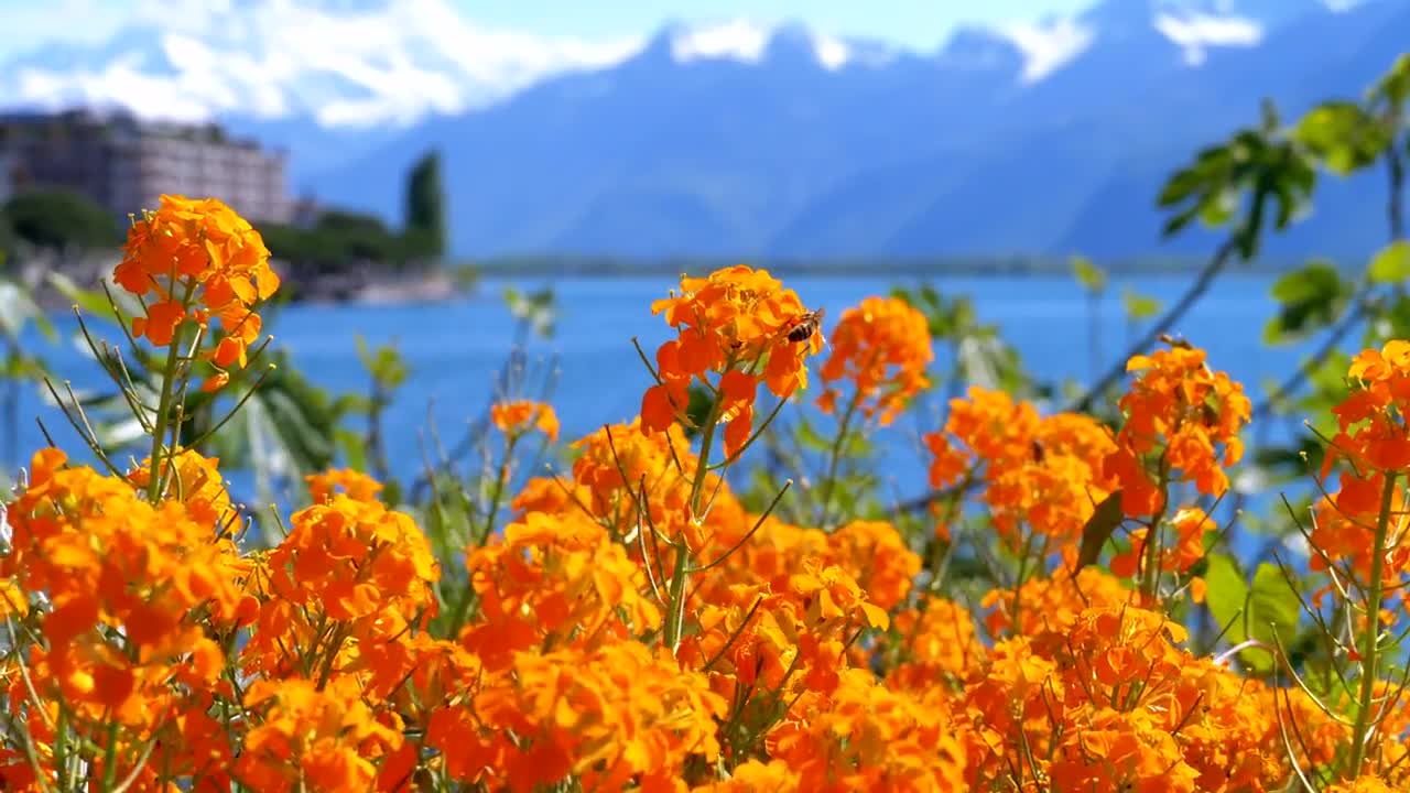 Stock Video Orange Flowers And The Lake In The Background Live Wallpaper