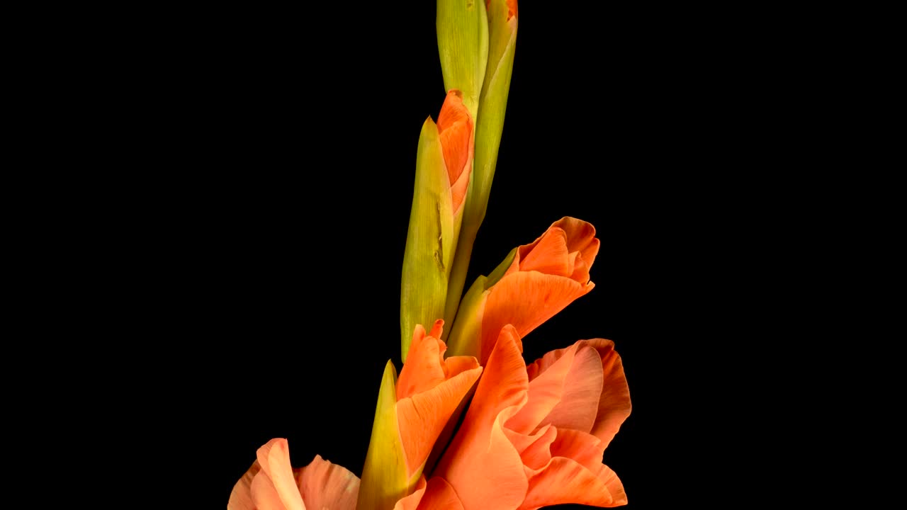 Stock Video Orange Flower Opening Live Wallpaper